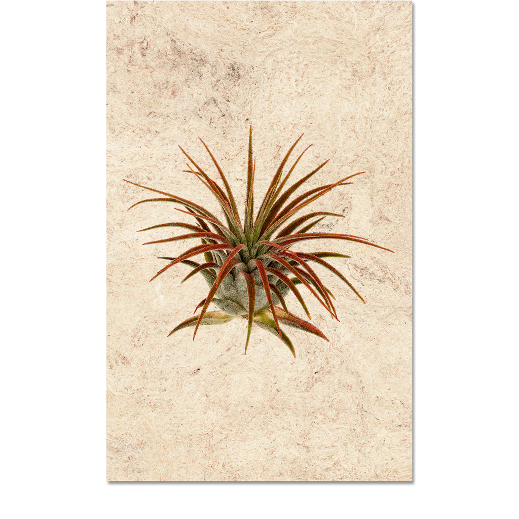 Air Plant #1 (Tillandsia Lonatha)