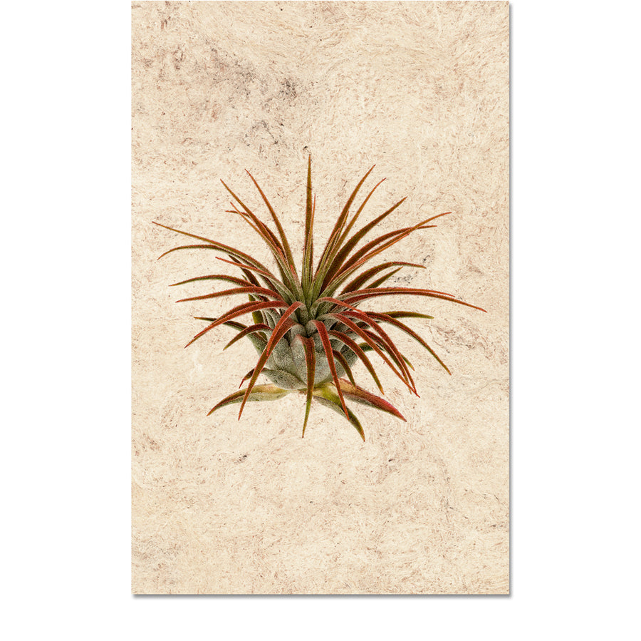 Air Plant #1 (Tillandsia Lonatha)
