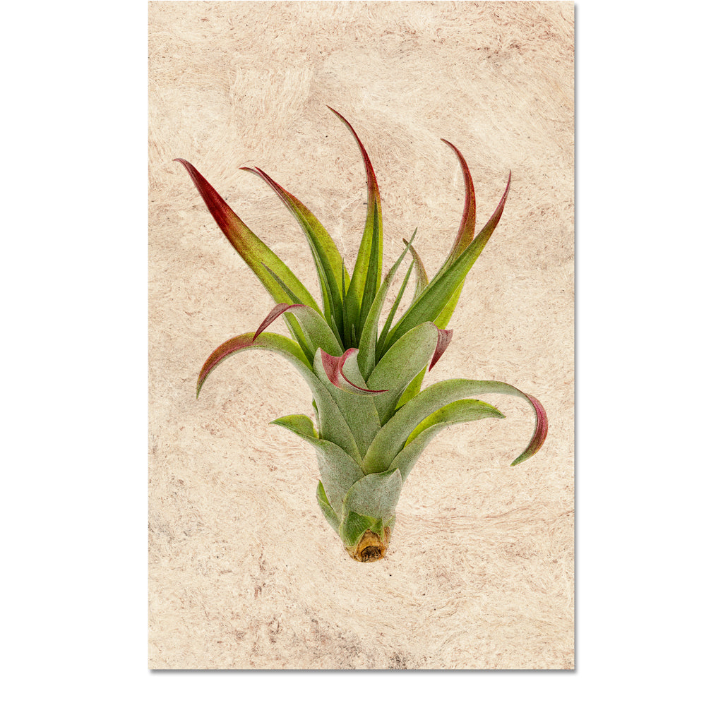 Air Plant #2 (Tillandsia Brachii)
