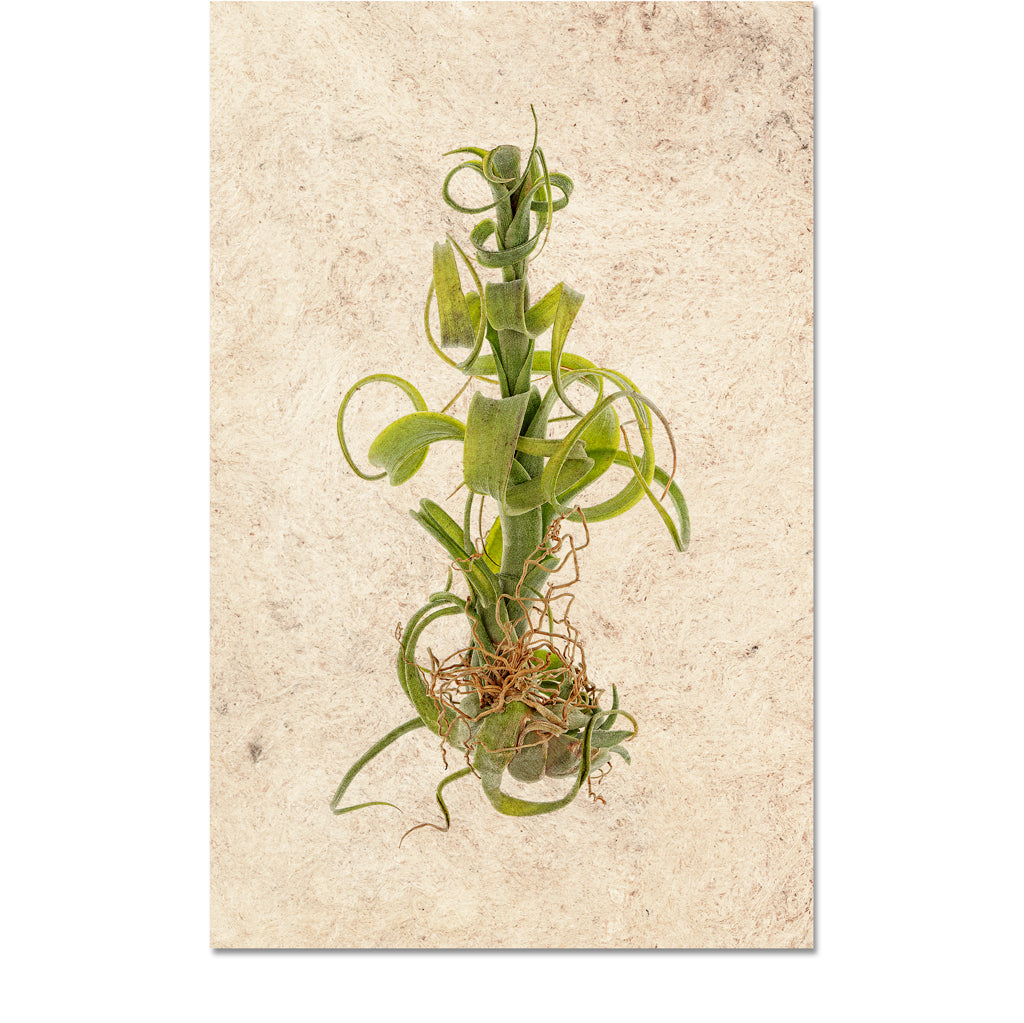 balbisiana air plant Air Plant #3 (Tillandsia Capitata v. Balbisiana)