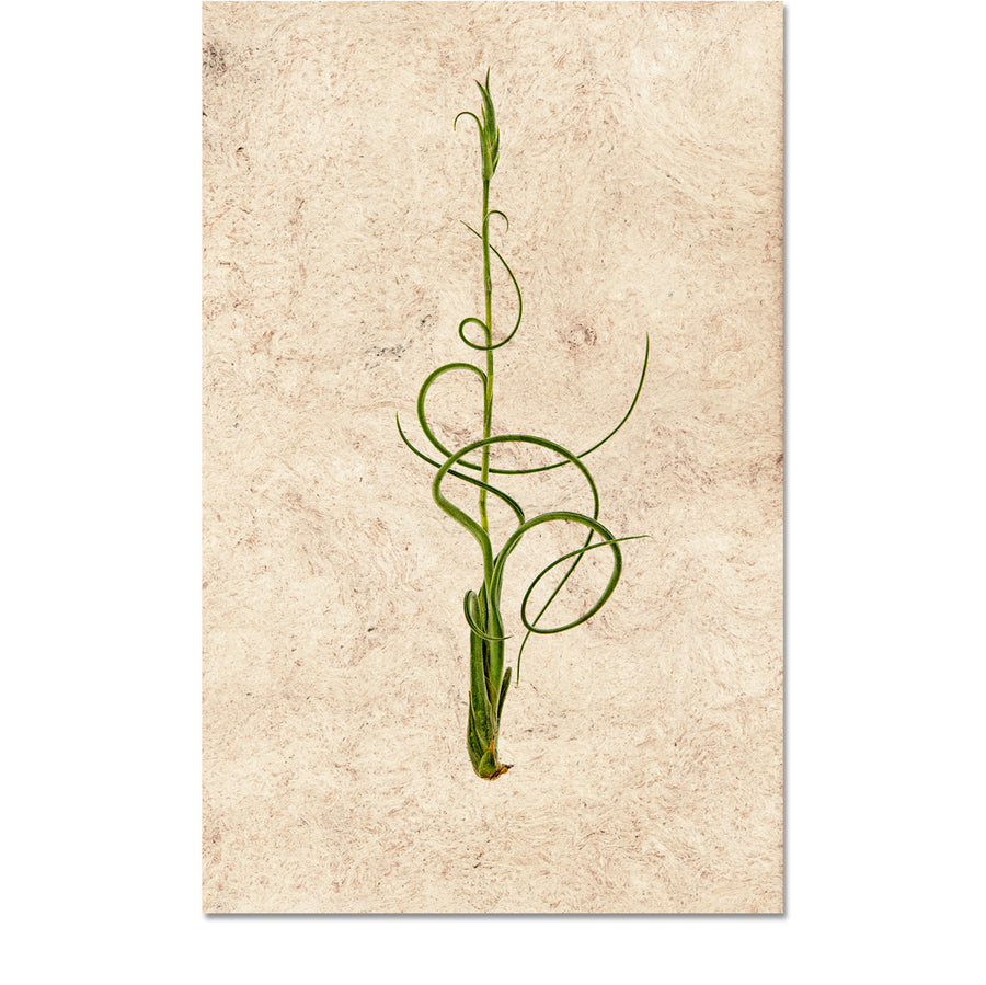 Air Plant #4 (Tillandsia Capitata v. Balbisiana)