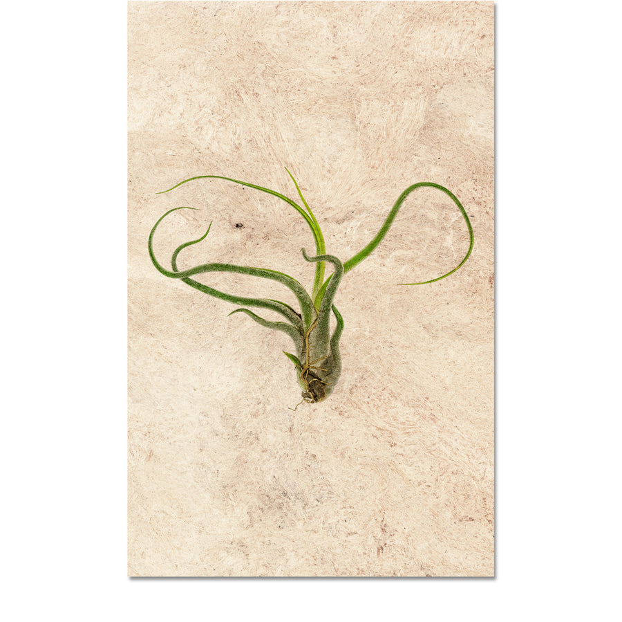 Air Plant #5 (Tillandsia Caput-Medusae)