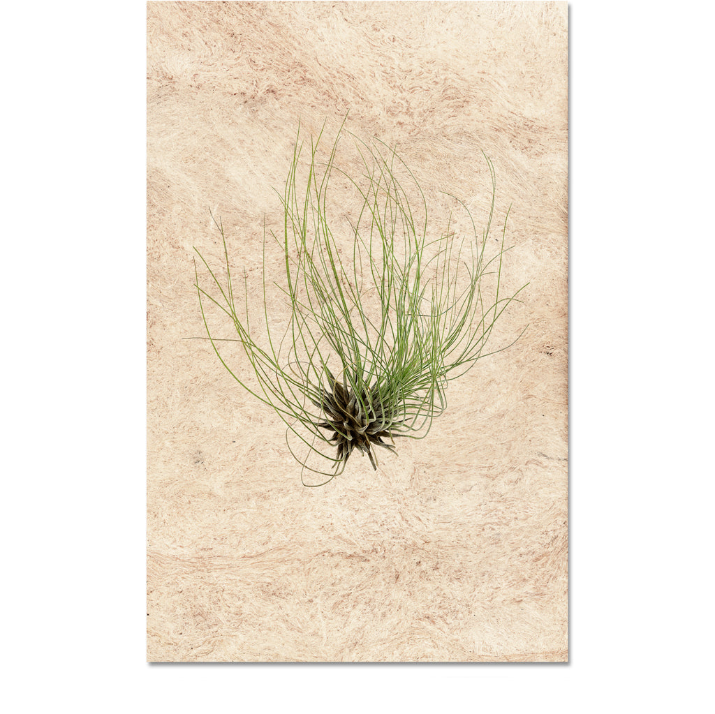Air Plant #6 (Tillandsia Fuchsii)