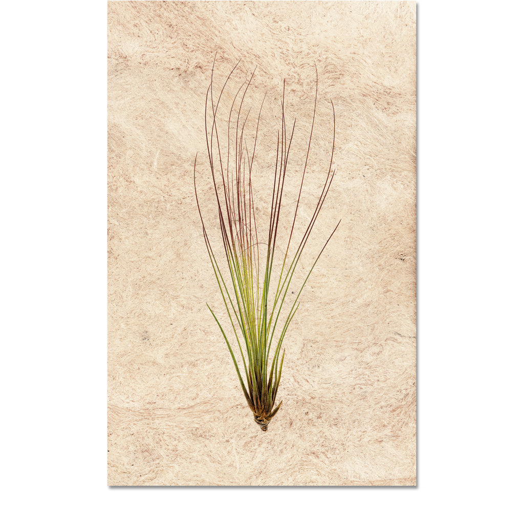 juncifolia air plant Air Plant #7 (Tillandsia Juncifolia)