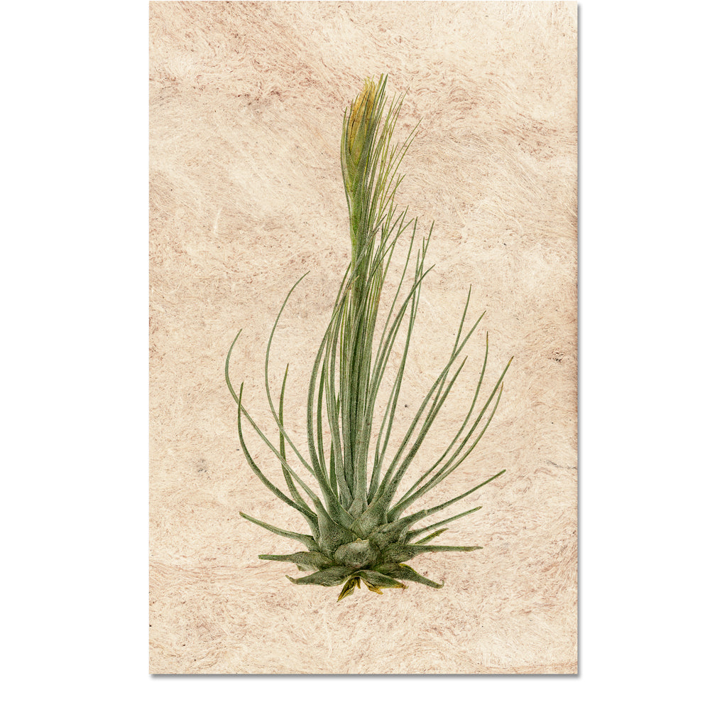 Air Plant #8 (Tillandsia Plumosa)