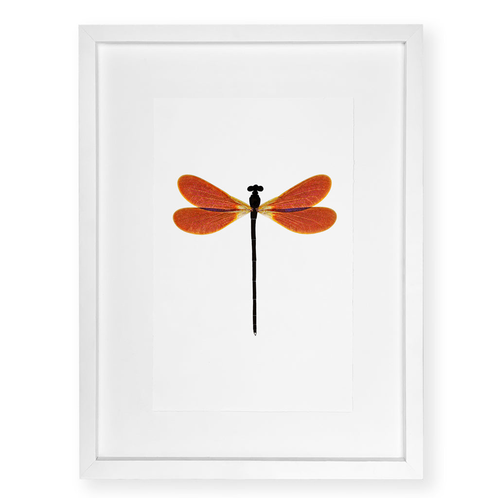 Amber Damsel - standard (20x30) / English watercolor / white on white shadowbox