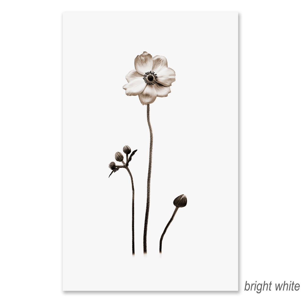 Anemone grand format