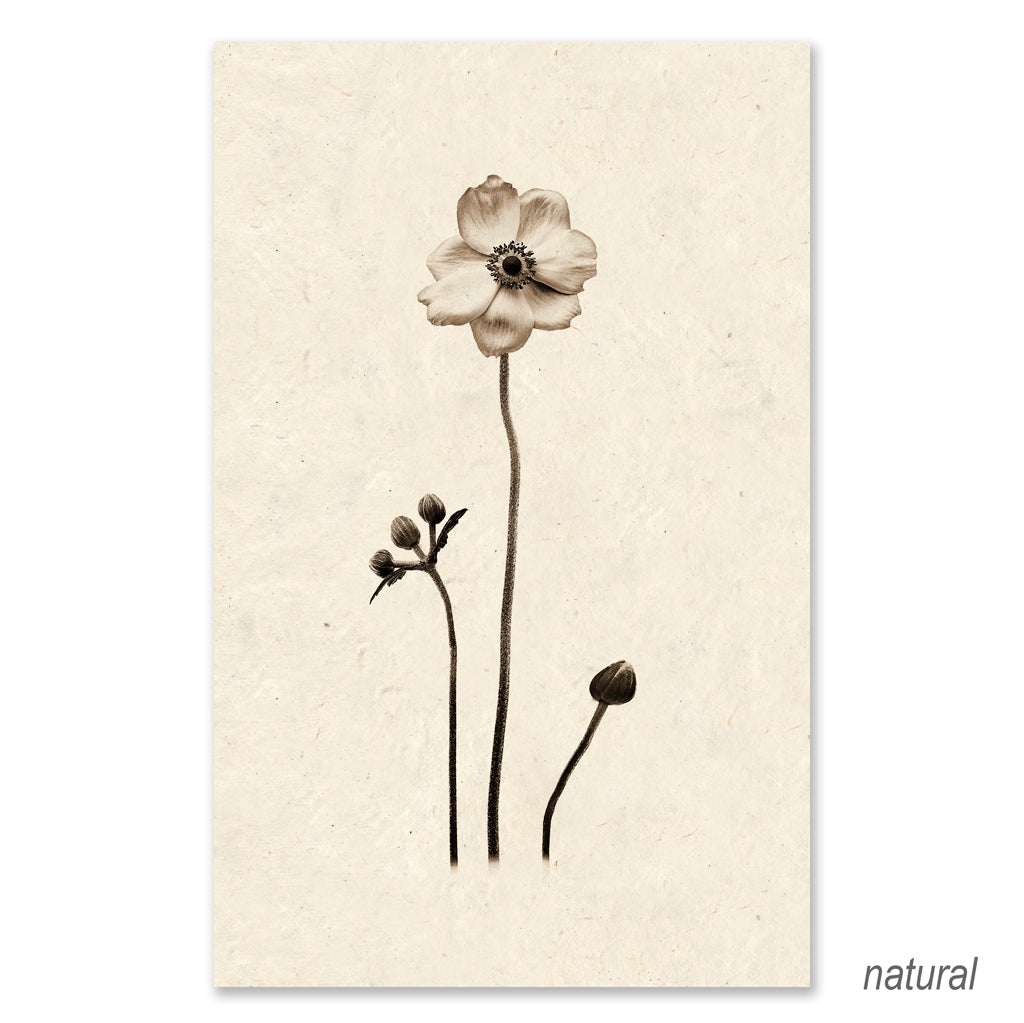 Anemone grand format