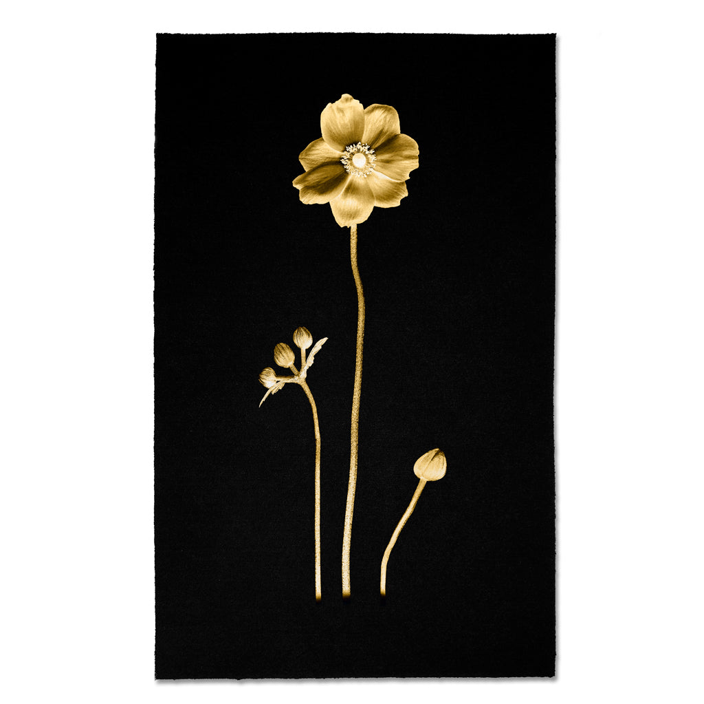 Kozo Noire Of The Garden