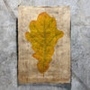 Oak Leaf (Amate Sierra)