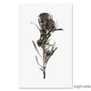 Banksia grand format