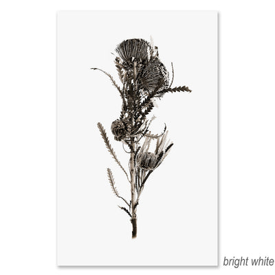 Banksia grand format
