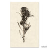 Banksia grand format