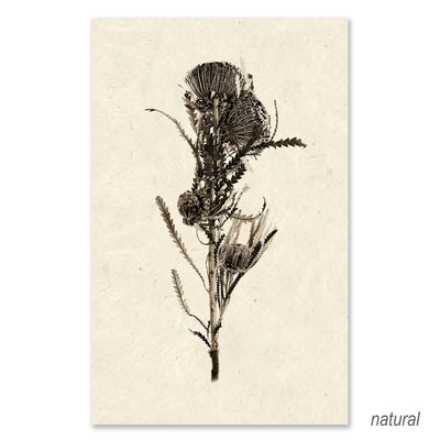 Banksia grand format