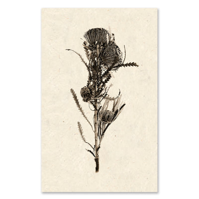 Banksia grand format