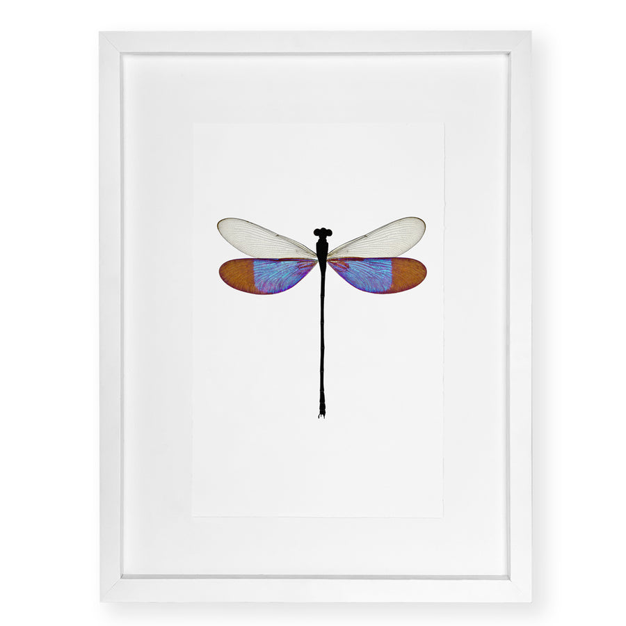 Blue Damsel - standard (20x30) / English watercolor / white on white shadowbox