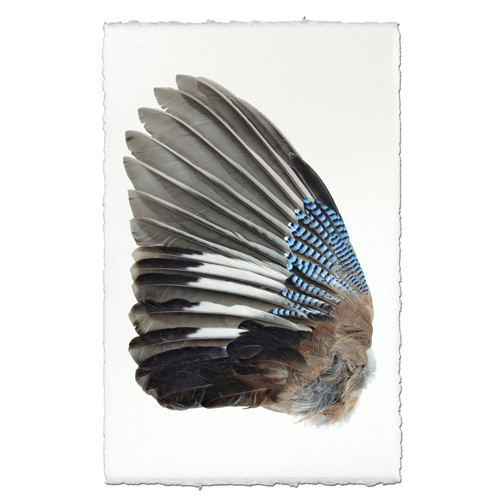 Blue Jay Wing (Left)