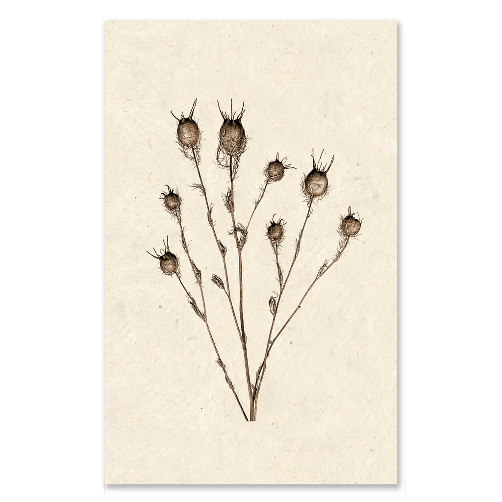 Bulb Form grand format