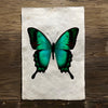 Butterfly #1 (Amate Perla)