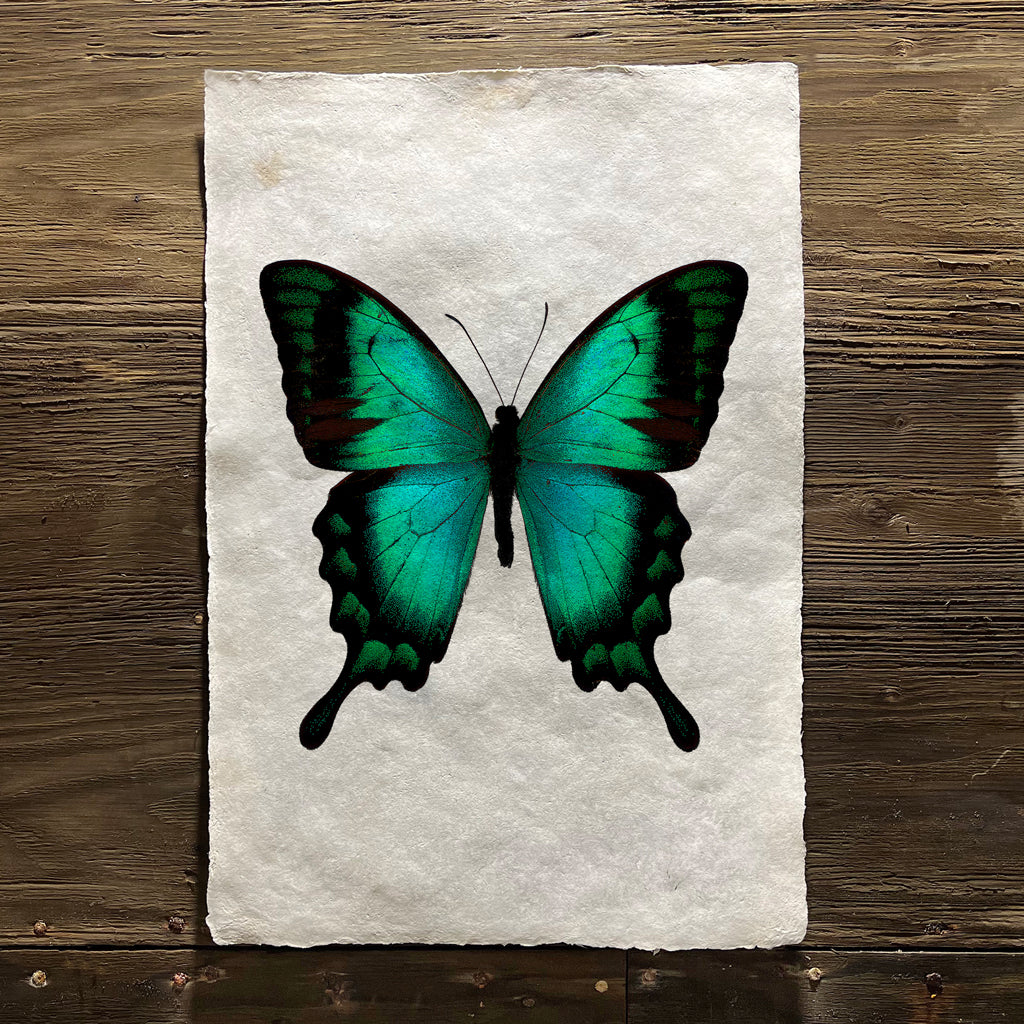 Butterfly #1 (Amate Perla)