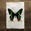 Butterfly #8 (Amate Perla)