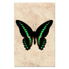 Butterfly #11