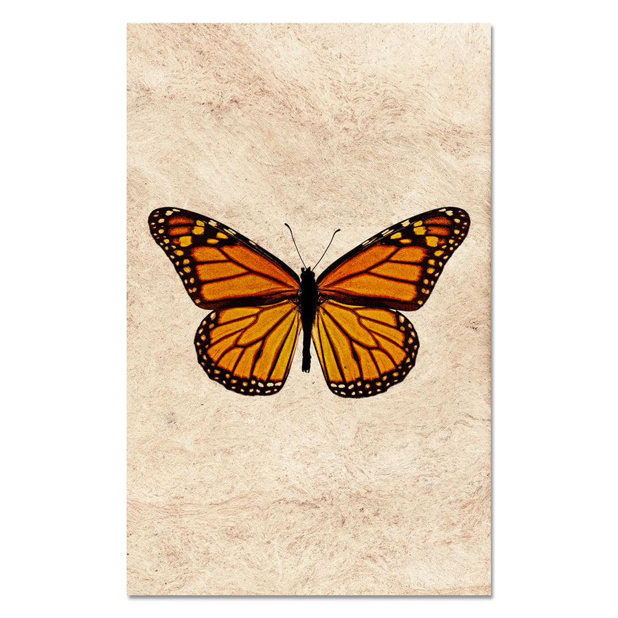 Butterfly #13