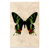 Butterfly #8