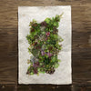 Collective Succulents (Amate Perla)