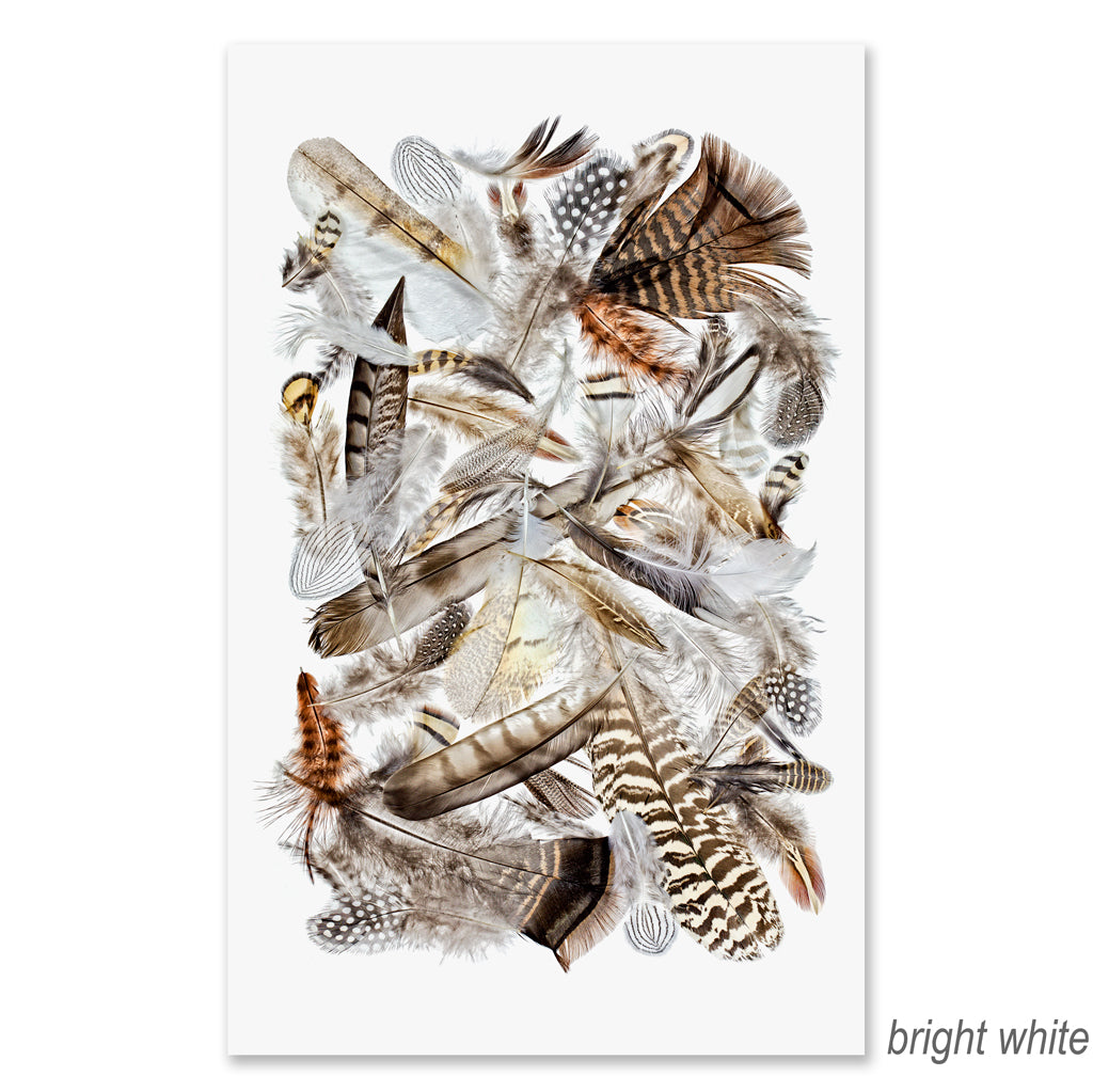 Collective Feathers Grand Format (color)