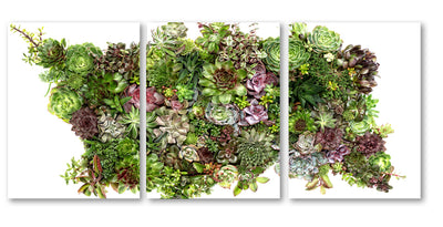 Collective Succulents Trilogy