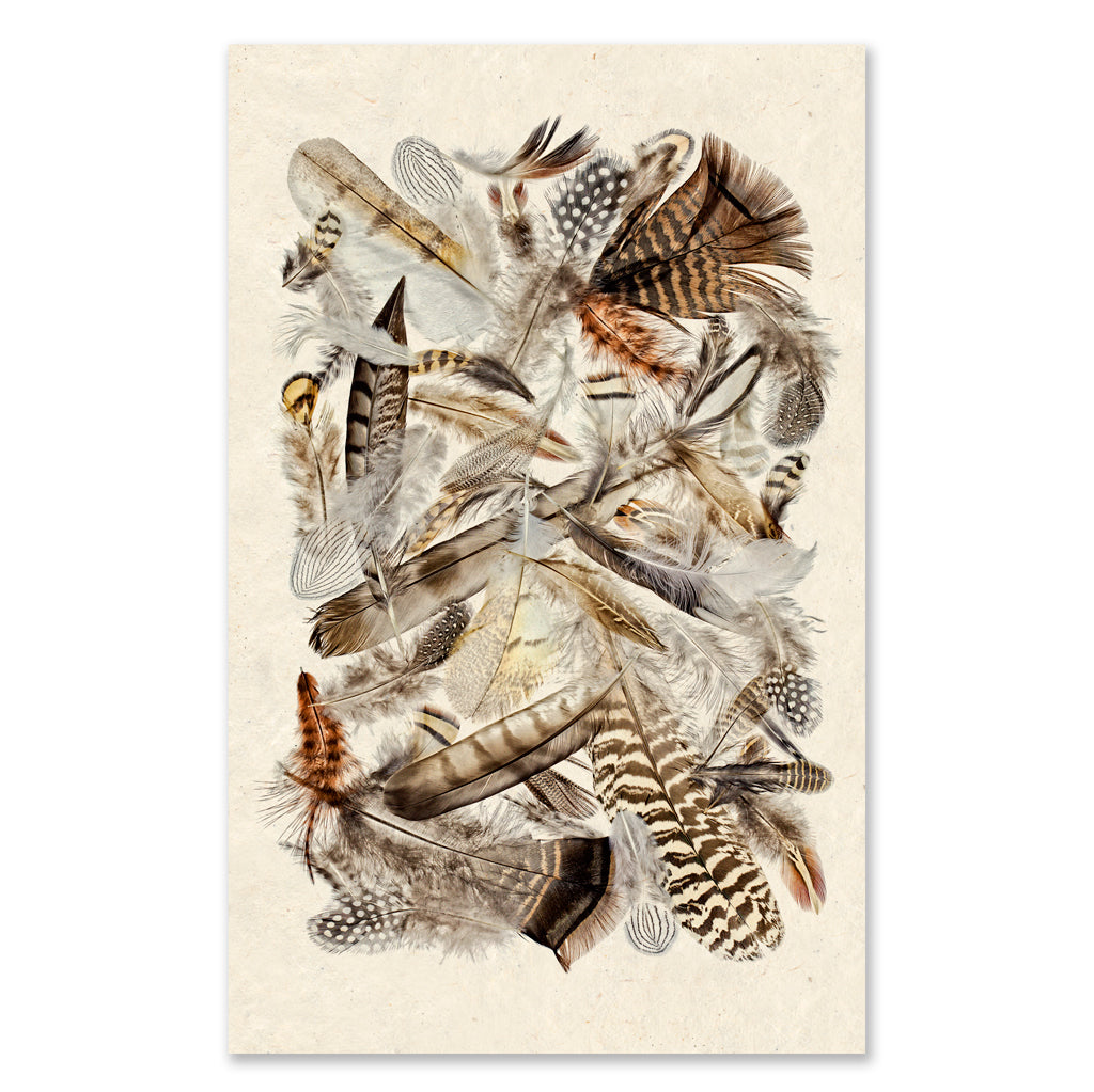Collective Feathers Grand Format (color)