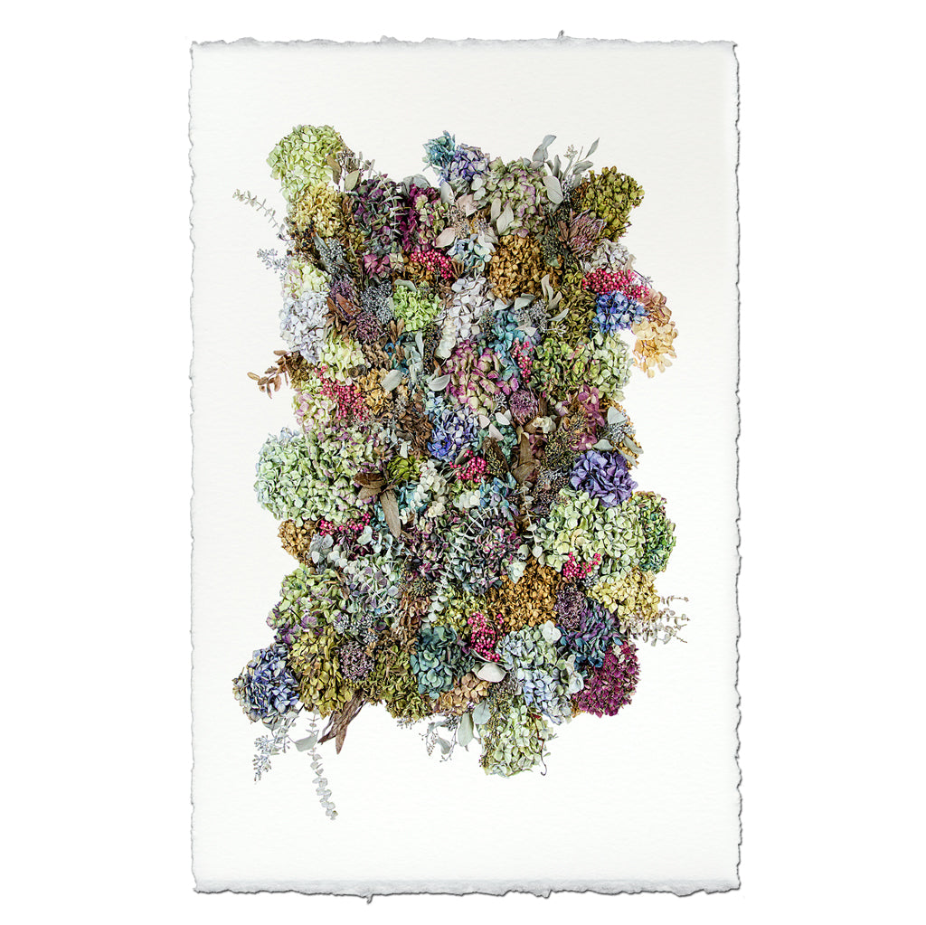 Collective Hydrangeas