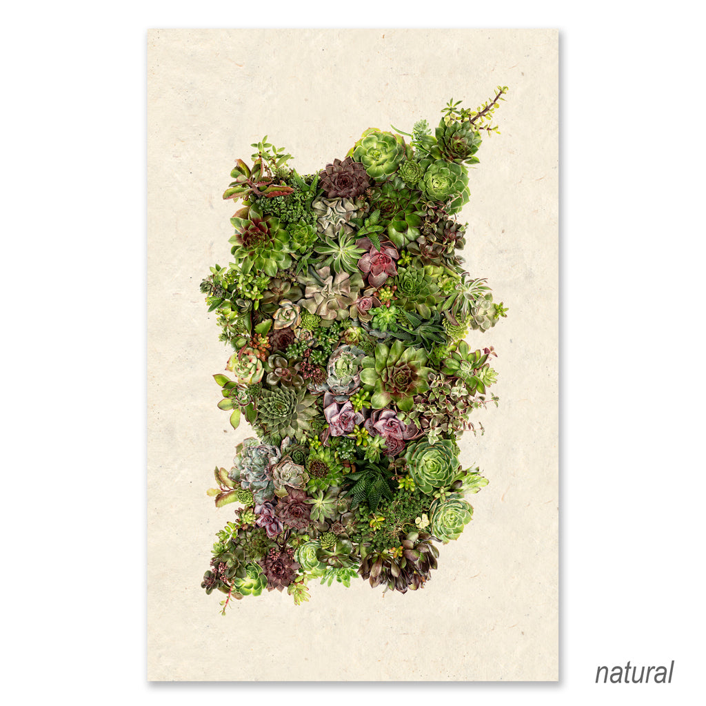 Collective Succulents grand format