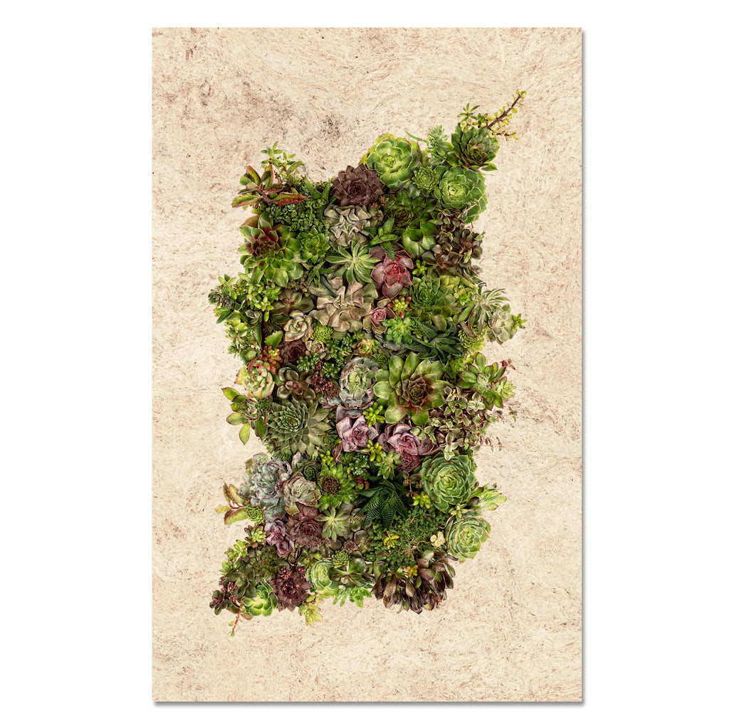 Collective Succulents