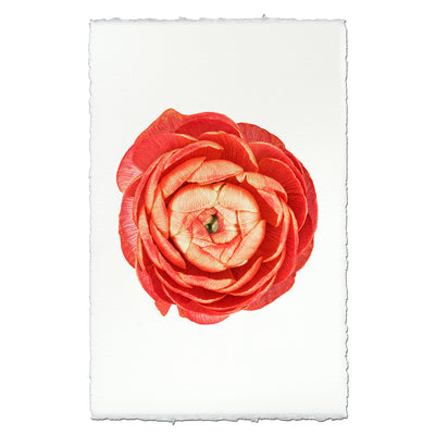 Coral Ranunculus