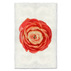 Coral Ranunculus