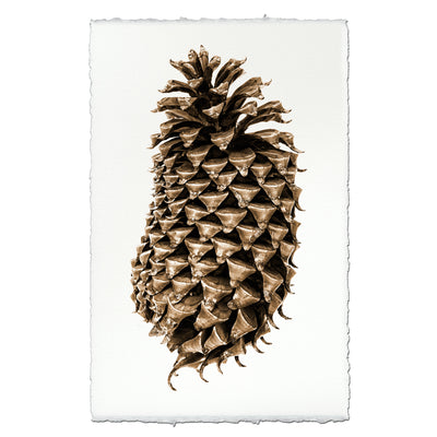 Coulter Pine Cone