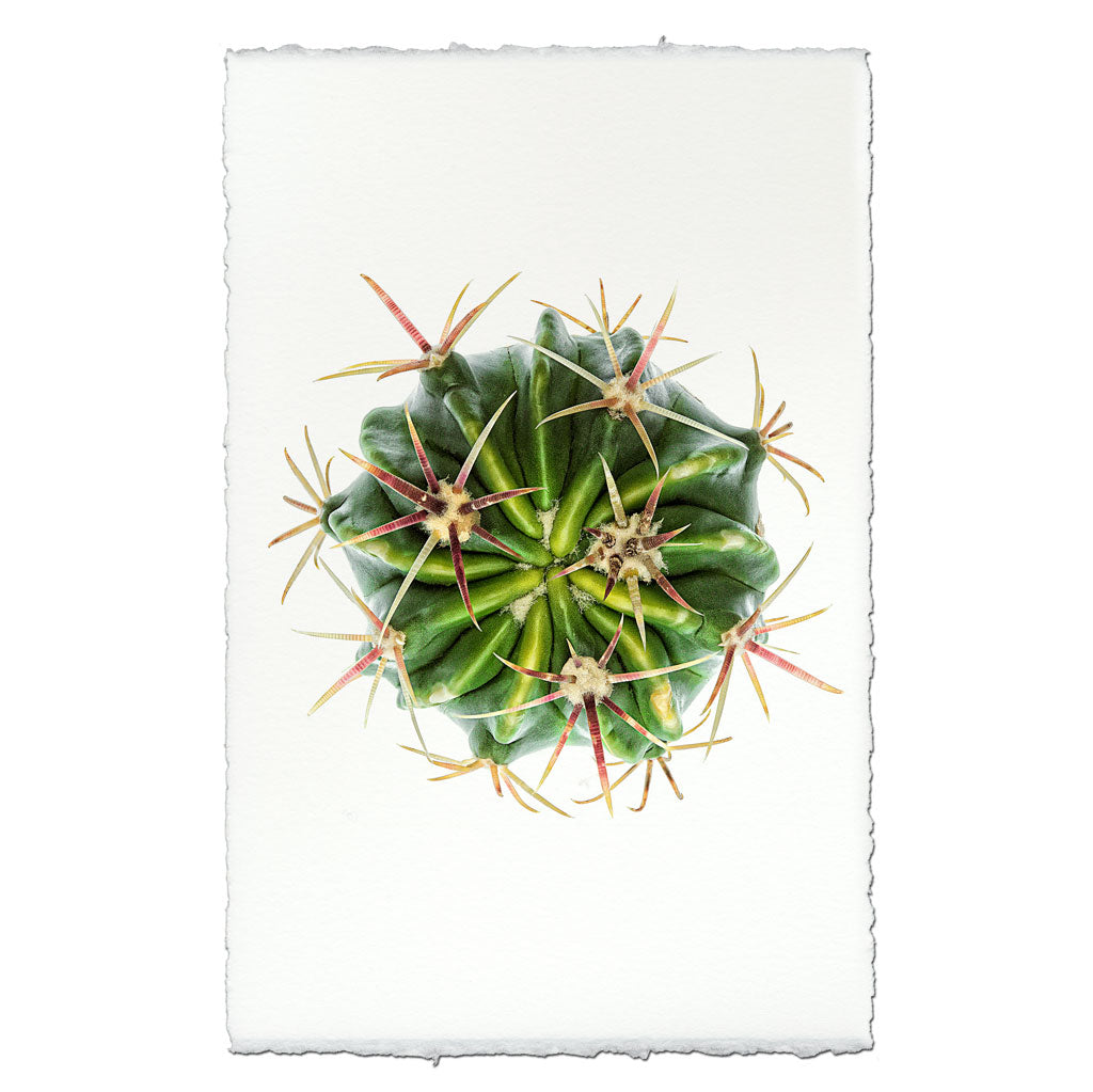 Devil's Tongue Cactus