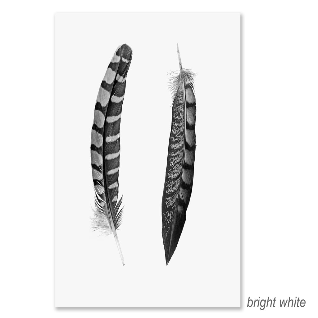 2 curved feathers grand format