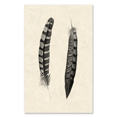 2 curved feathers grand format
