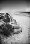 Dune Study - Outer Banks, North Carolina