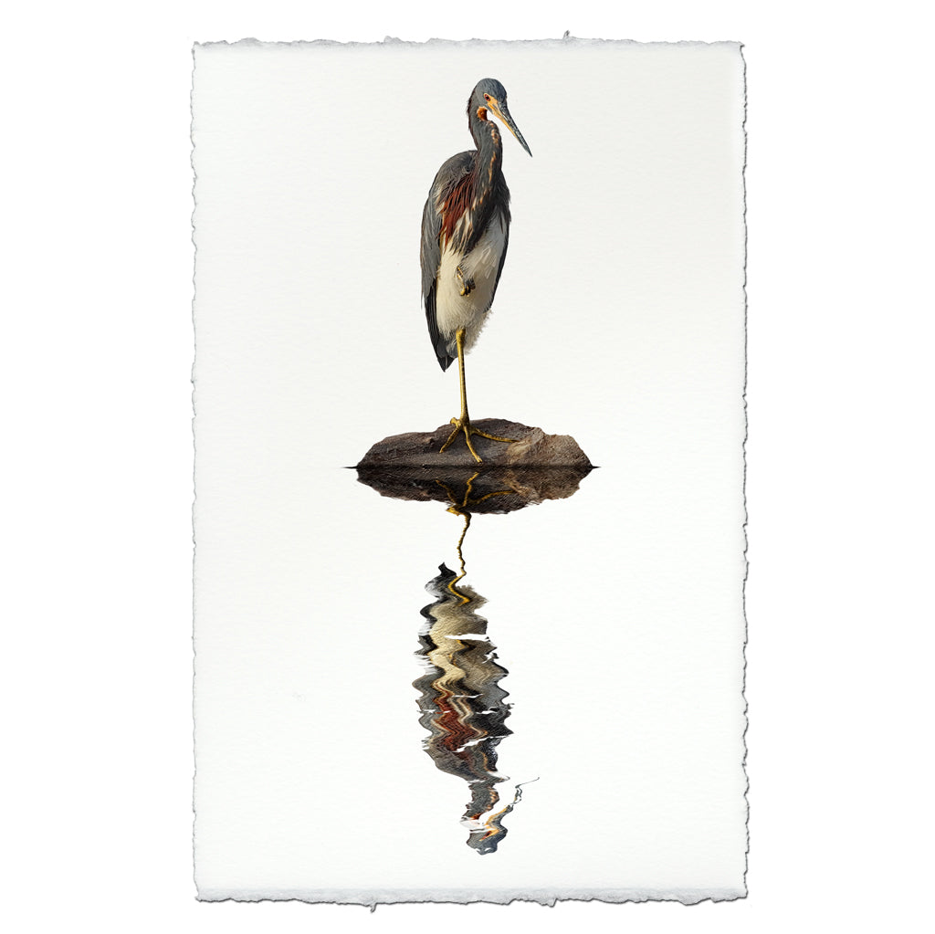 Tricolored Heron coastal wall art print — fine art coastal photography on handmade paper, San Francisco