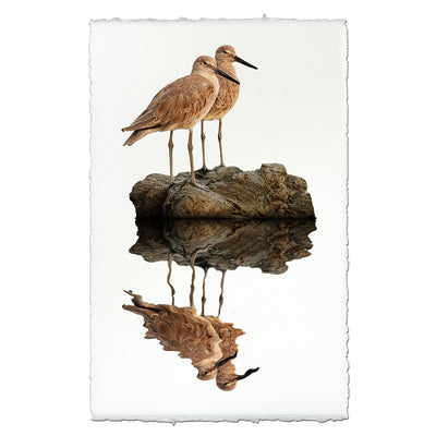 Two Willets