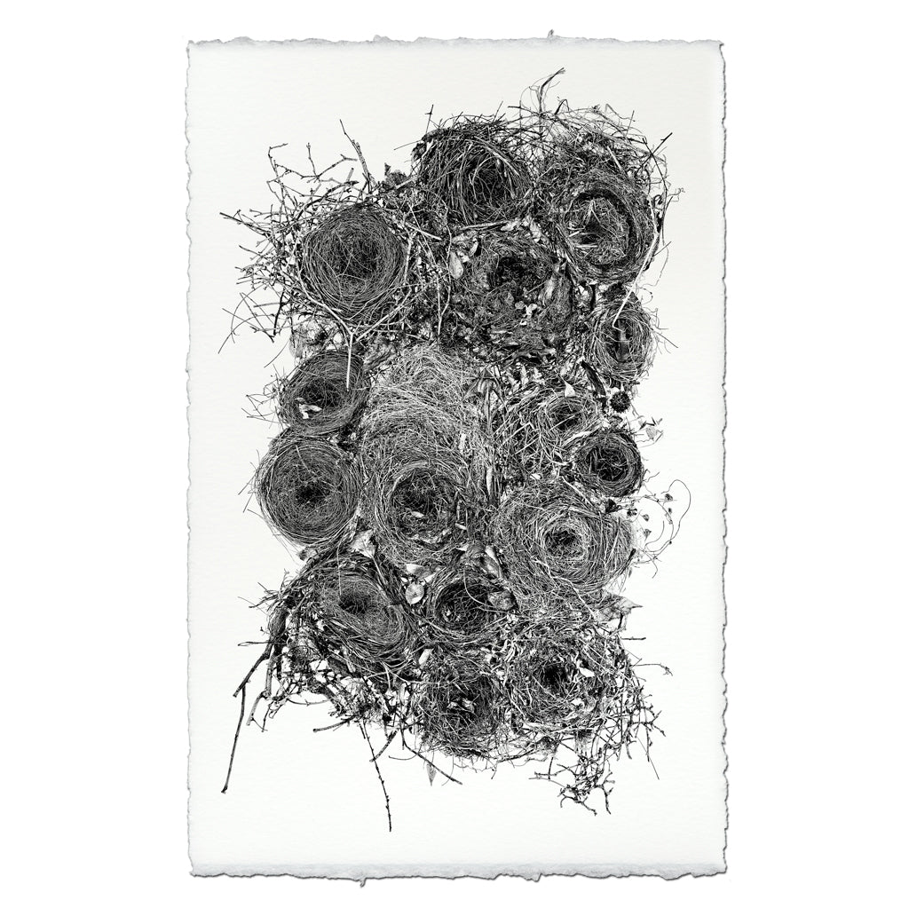 Collective Nests (black and white)