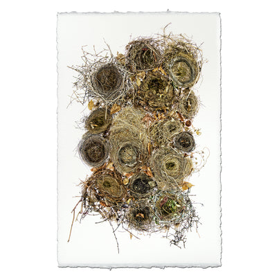Collective Nests (color)