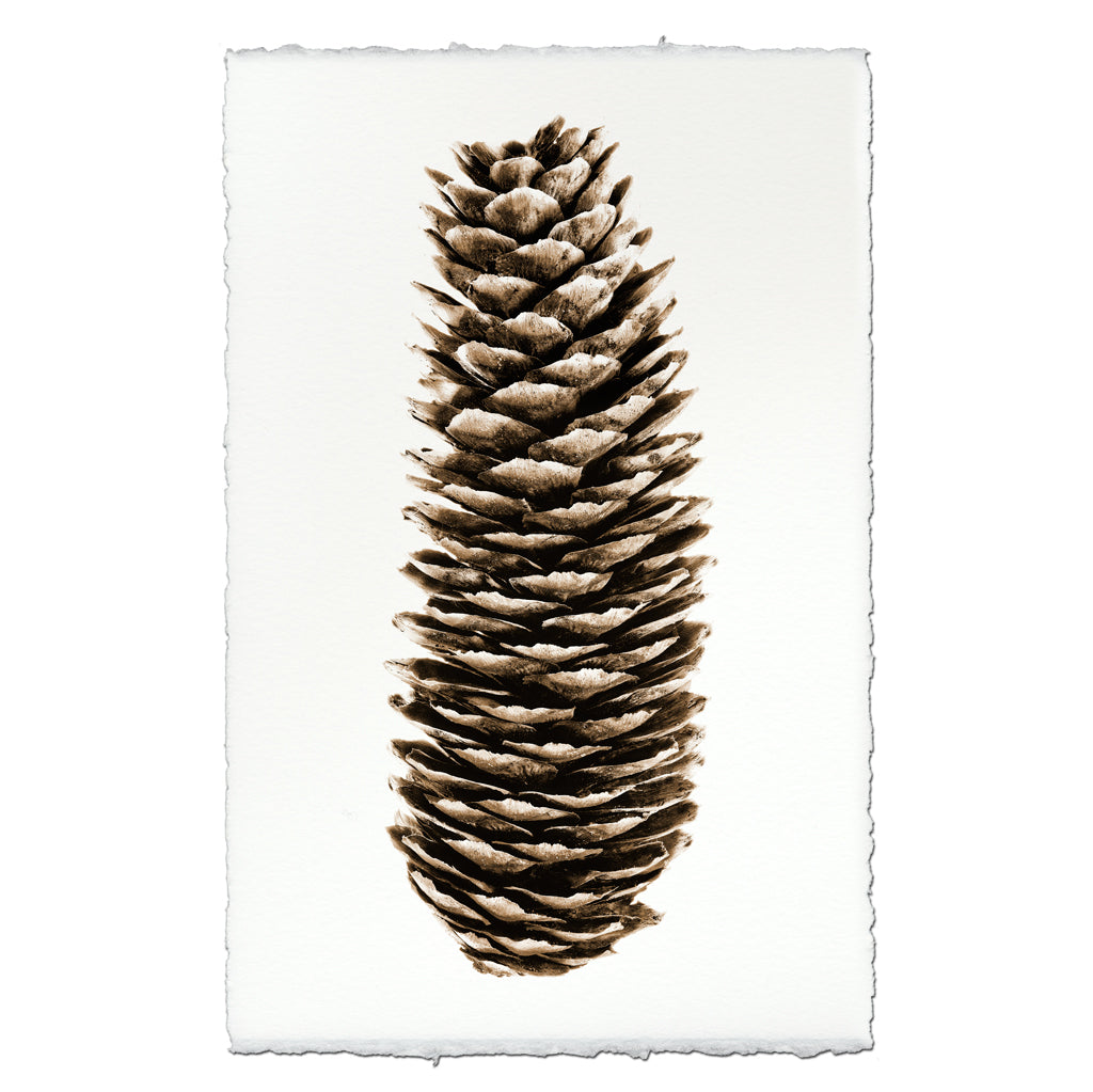 Norway Spruce
