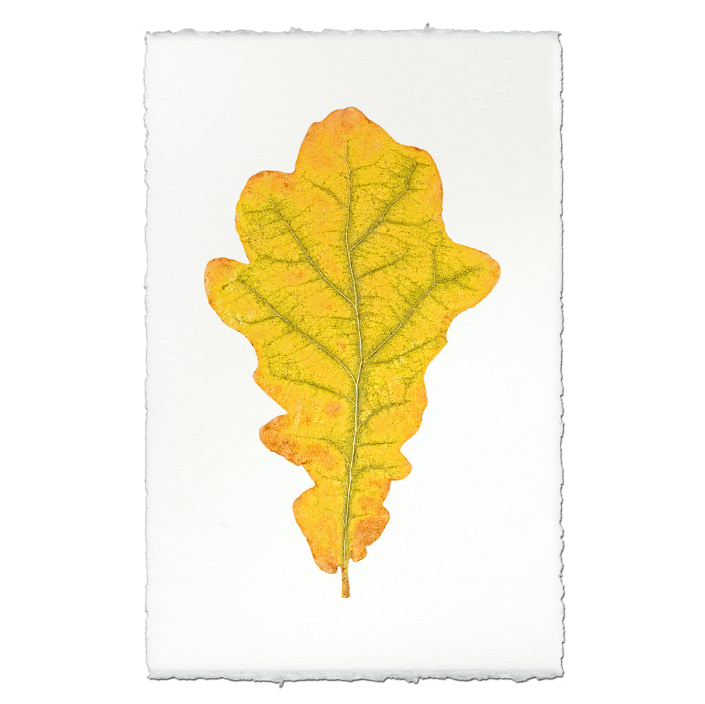 Oak Leaf