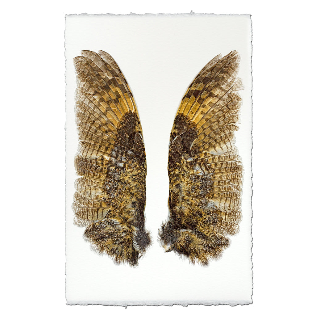 Owl Wings
