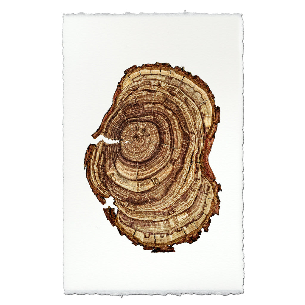 Plum Wood #3